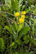 Sivun Berkheya rhapontica (DC.) Hutch. & Burtt Davy kuva