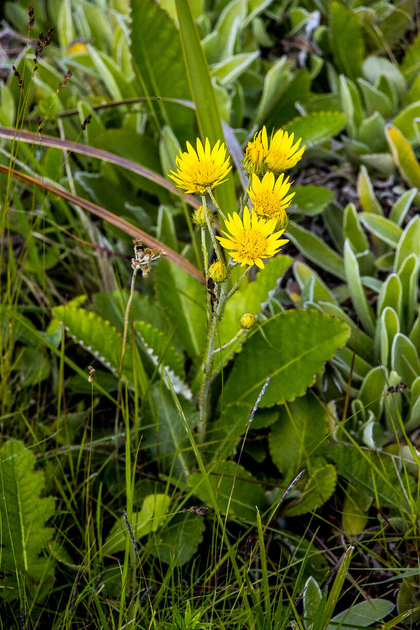 Sivun Berkheya rhapontica (DC.) Hutch. & Burtt Davy kuva