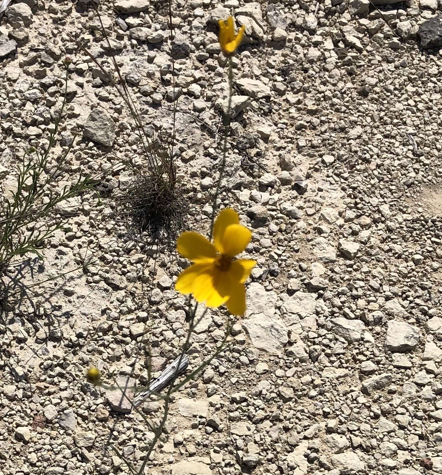 Image de Thelesperma simplicifolium (A. Gray) A. Gray