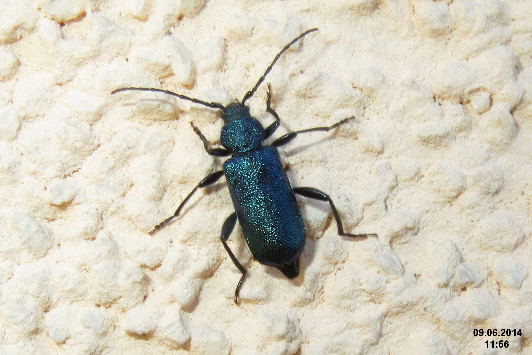 Image of Violet Tanbark Beetle