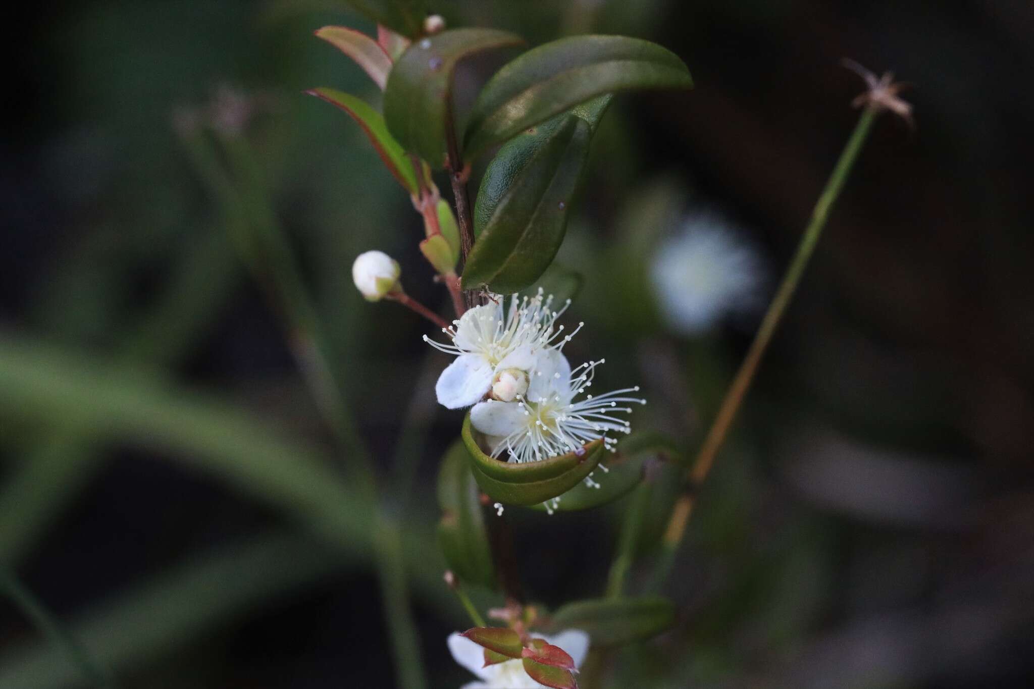 Image of Austromyrtus dulcis (C. T. White) L. S. Smith