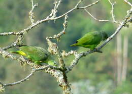 Image of Scaly-naped Amazon