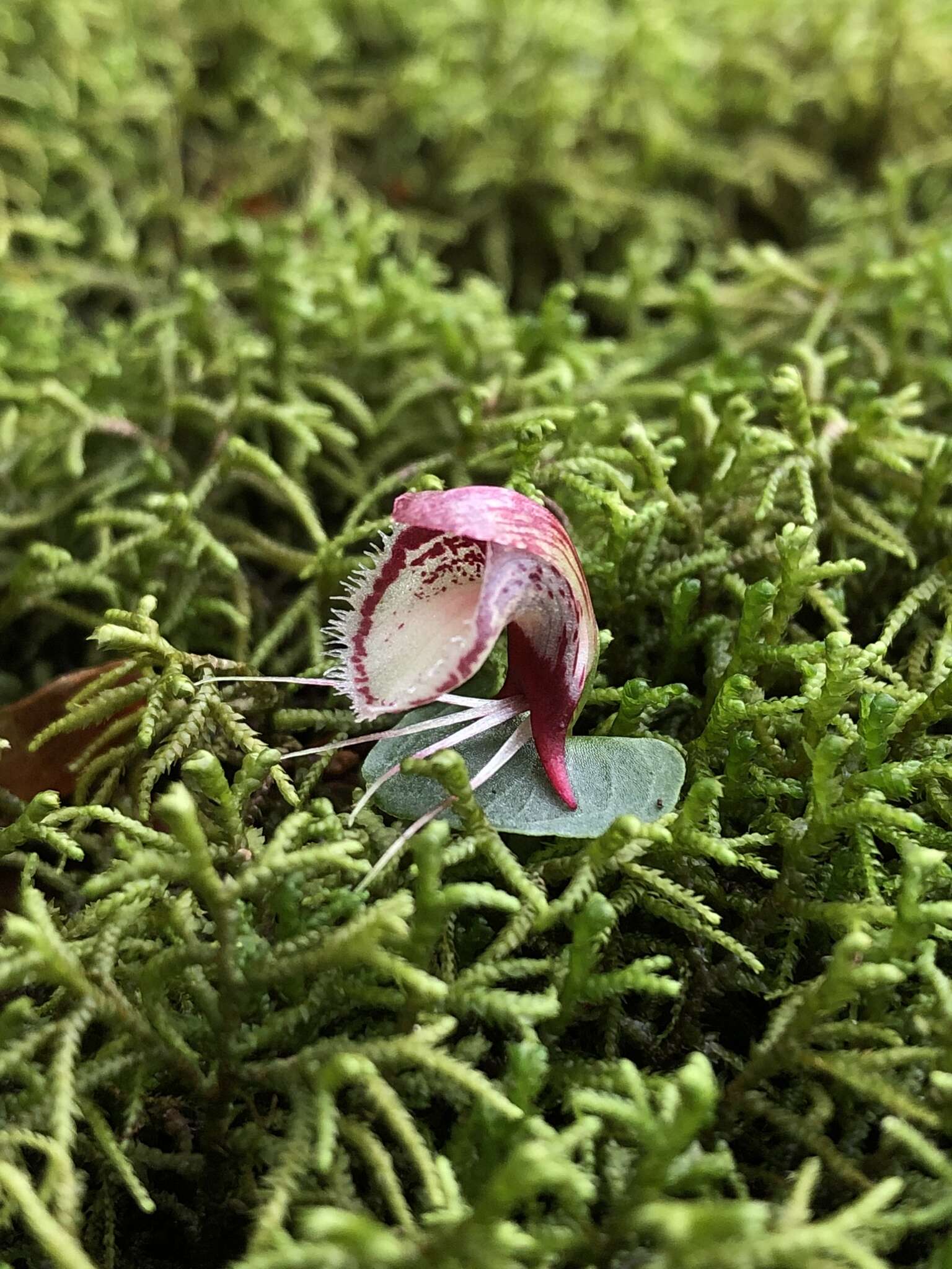 Image of Corybas taiwanensis T. P. Lin & S. Y. Leu