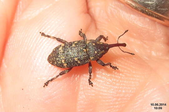 Image of large pine weevil