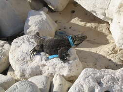 Image of Cayman Islands Ground Iguana