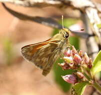 Image of Lindsey's Skipper