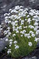 Plancia ëd Gypsophila uralensis Less.