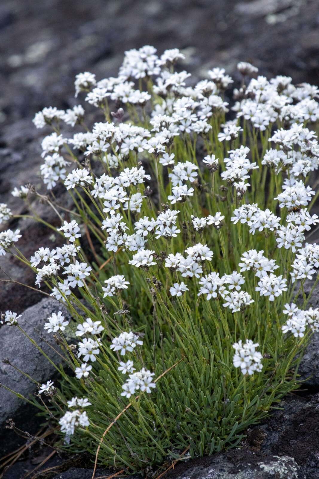 Imagem de Gypsophila uralensis Less.