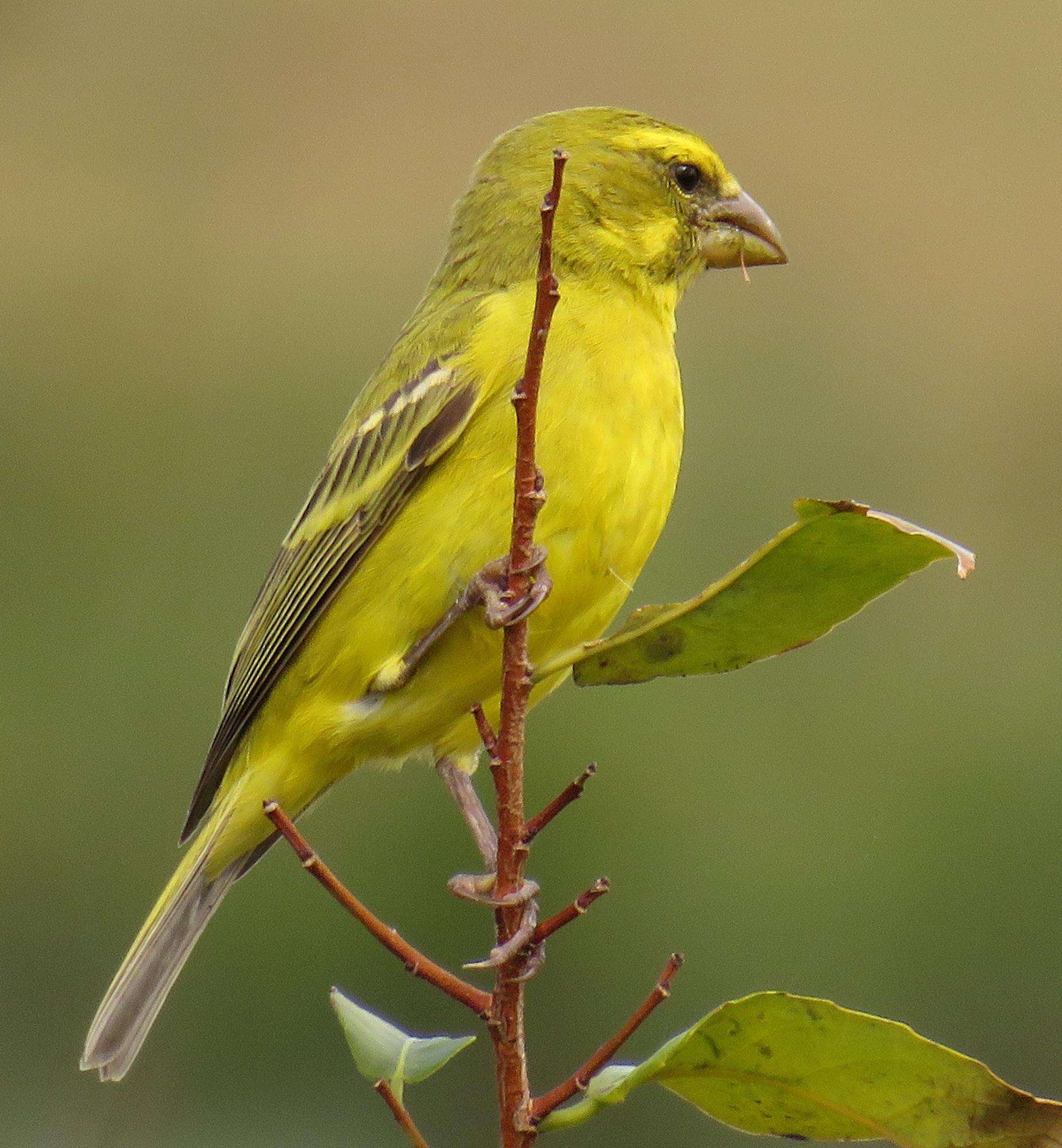 Image of Crithagra sulphurata wilsoni Roberts 1936