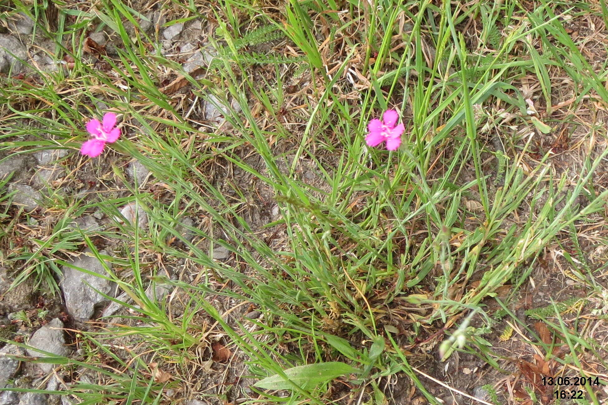 Image of maiden pink