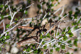 Слика од Acinipe hesperica Rambur 1838