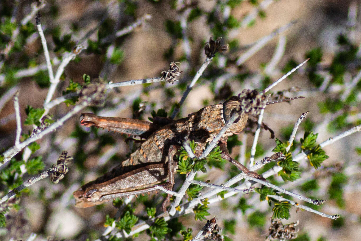 Слика од Acinipe hesperica Rambur 1838