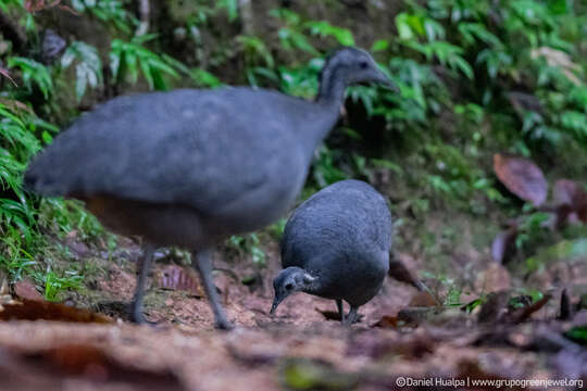 Image of Gray Tinamou