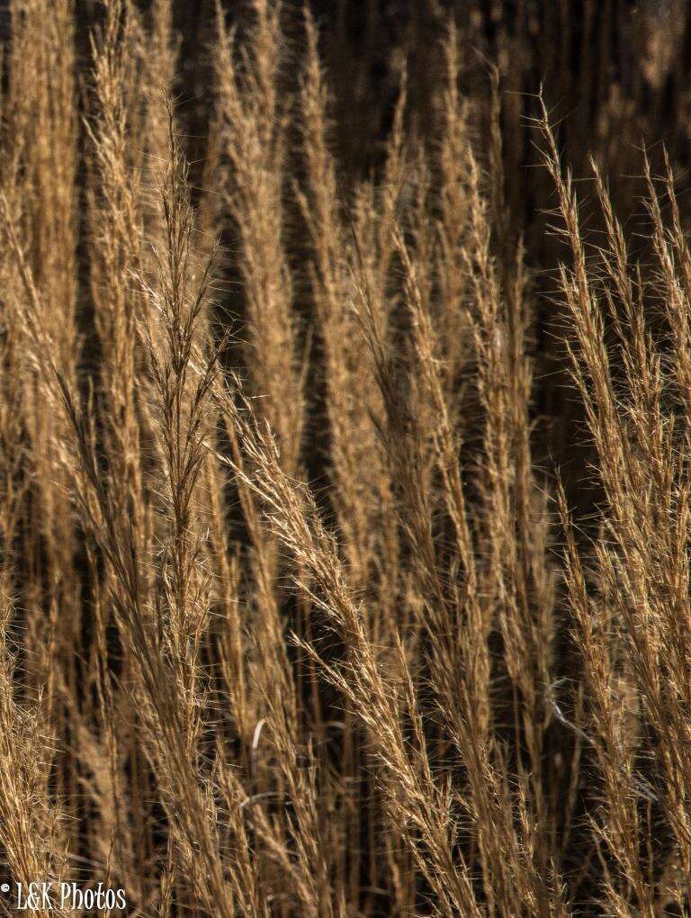 Image of Aristida rufescens Steud.