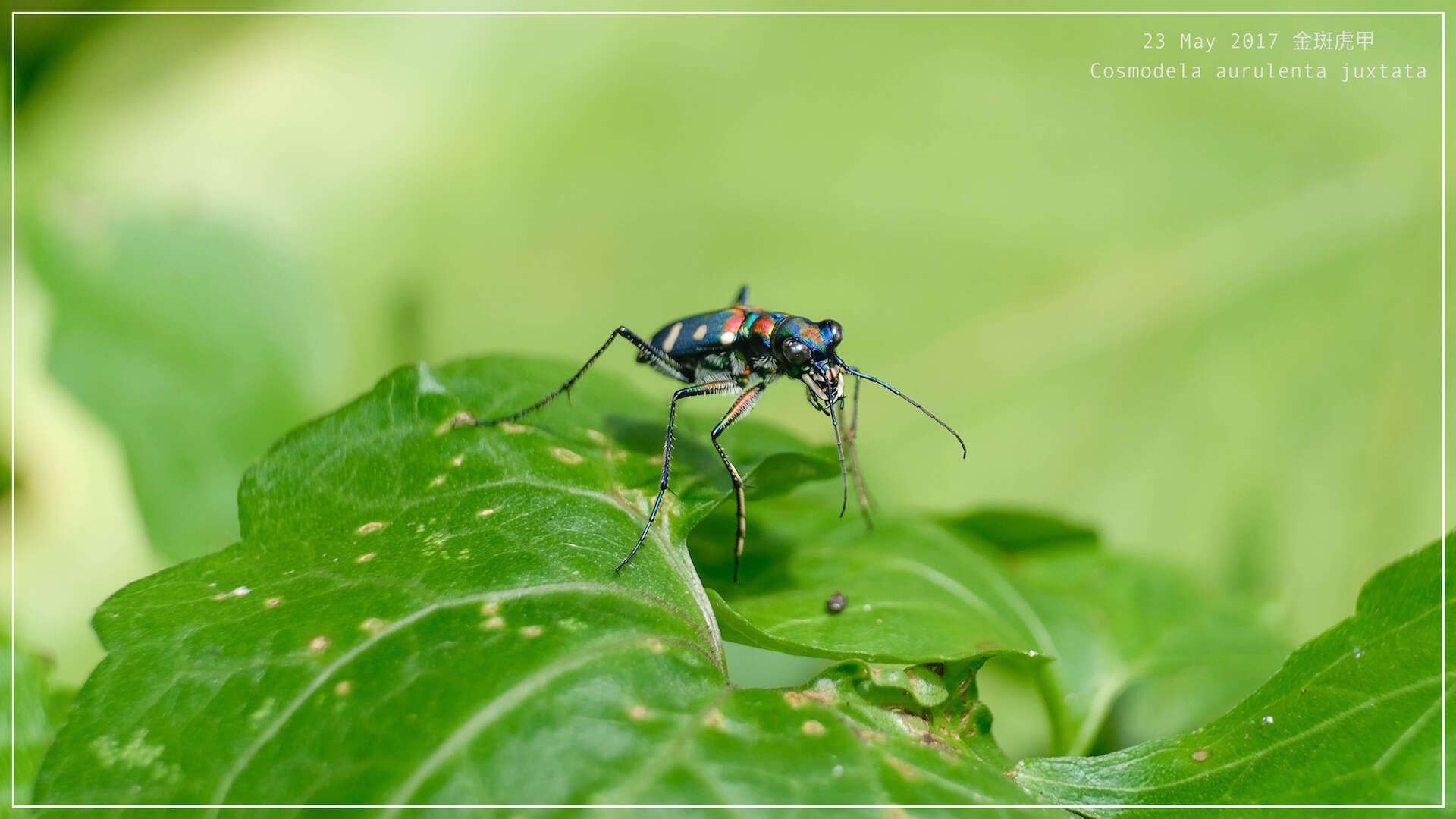 Imagem de Cicindela (Cosmodela) aurulenta Fabricius 1801