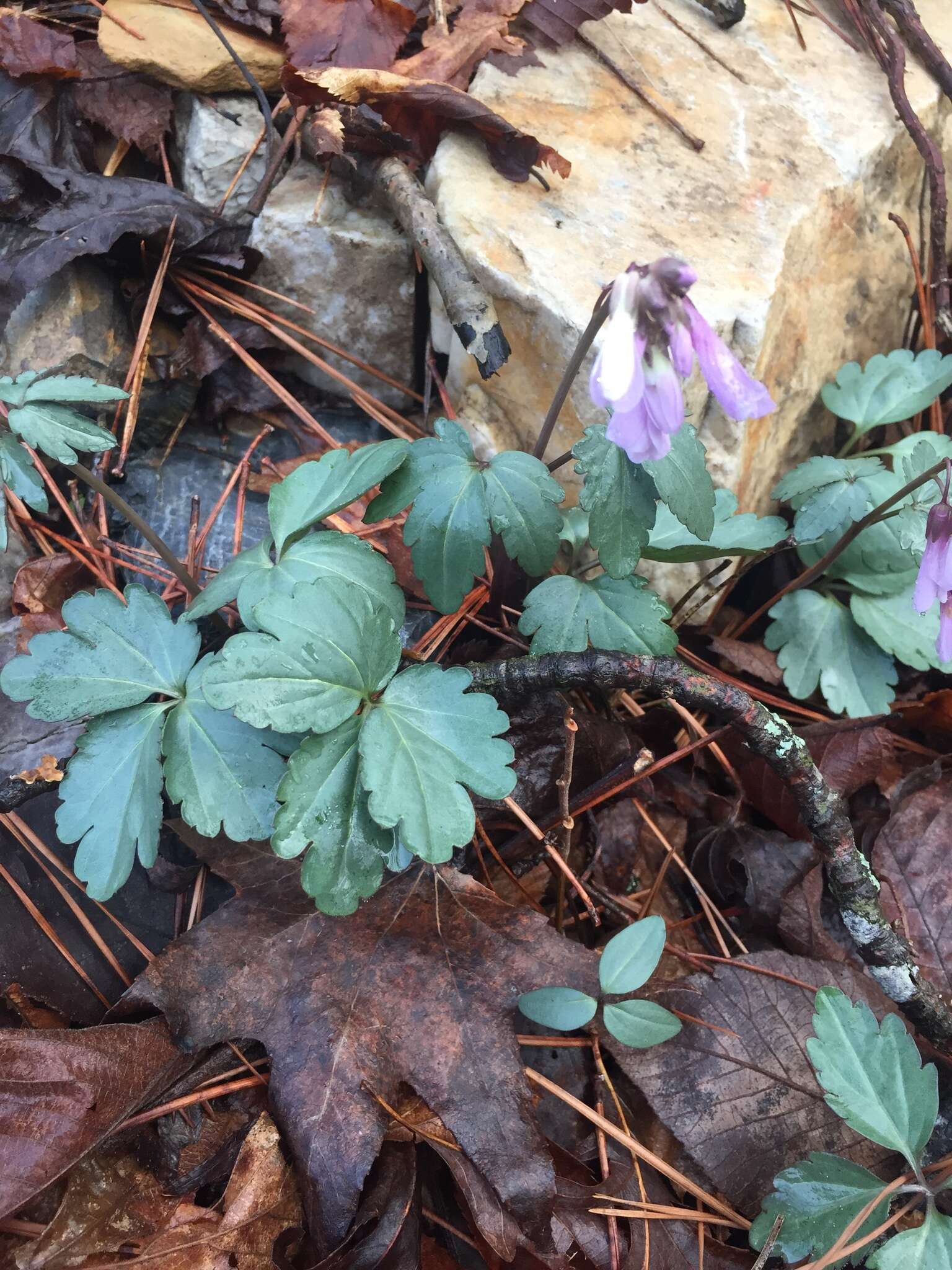 Image of slender toothwort