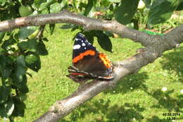 Image of Red Admiral