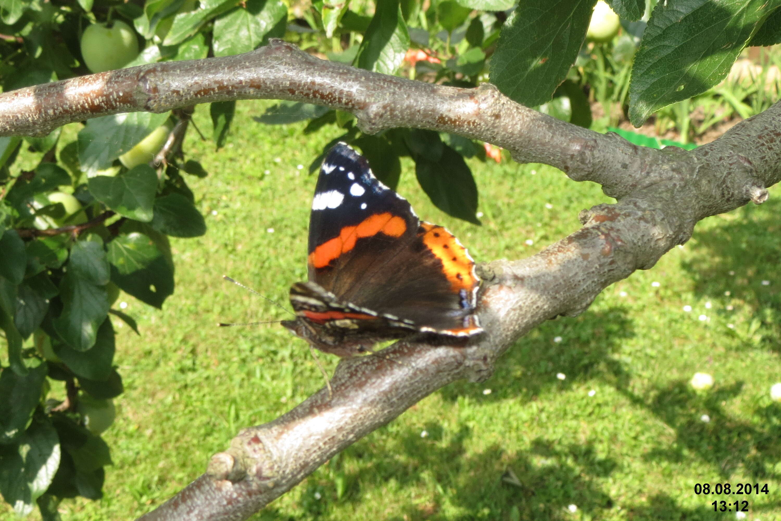 Imagem de Vanessa atalanta Linnaeus 1758