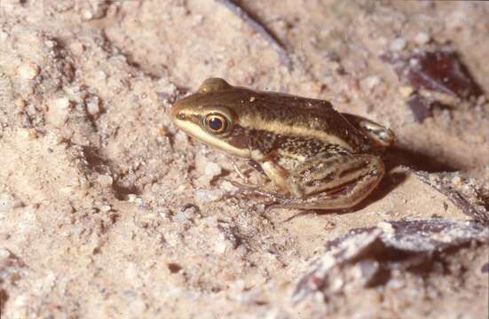 Image of Galam white-lipped frog