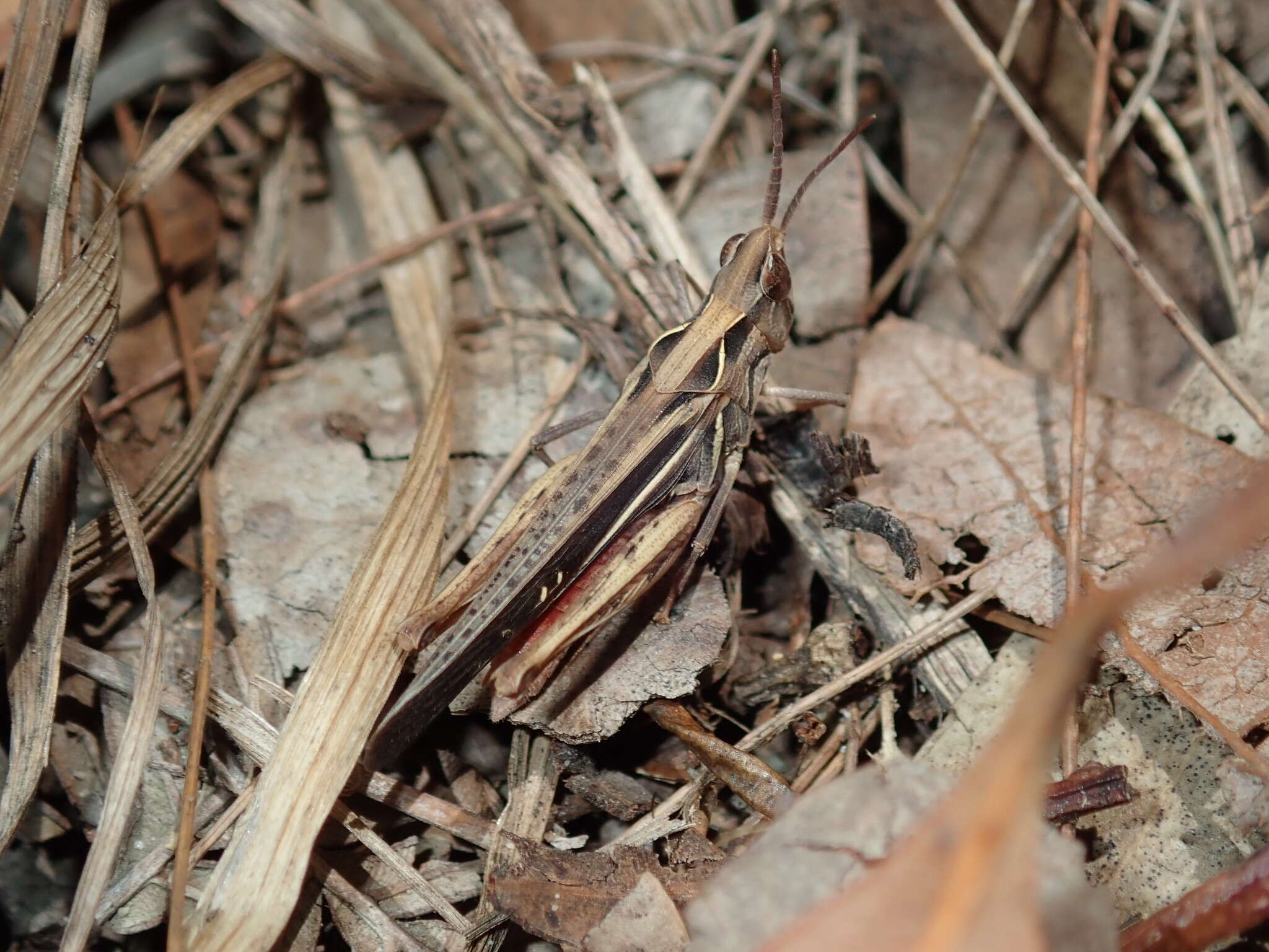 Froggattina australis (Walker & F. 1870) resmi