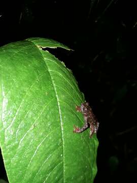 Image of Guacamayo Plump Toad