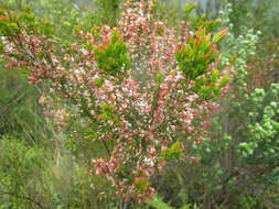 Image of Erica fuscescens (Klotzsch) E. G. H. Oliver