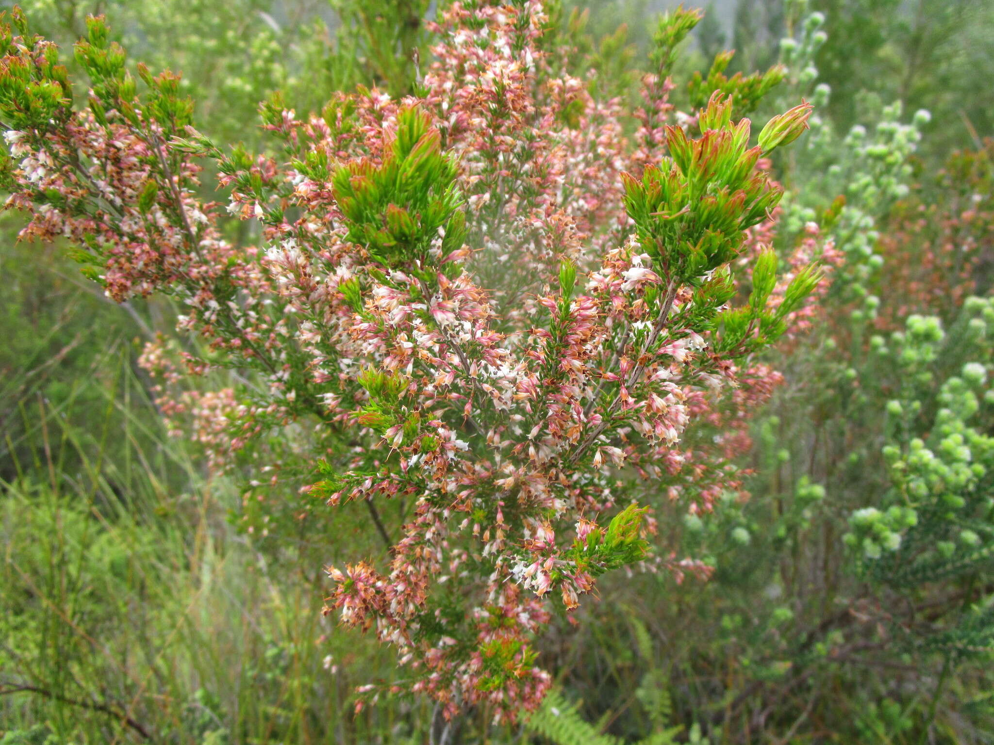 Image of Erica fuscescens (Klotzsch) E. G. H. Oliver