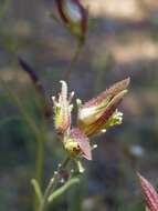 Image of Nevin's bird's-beak