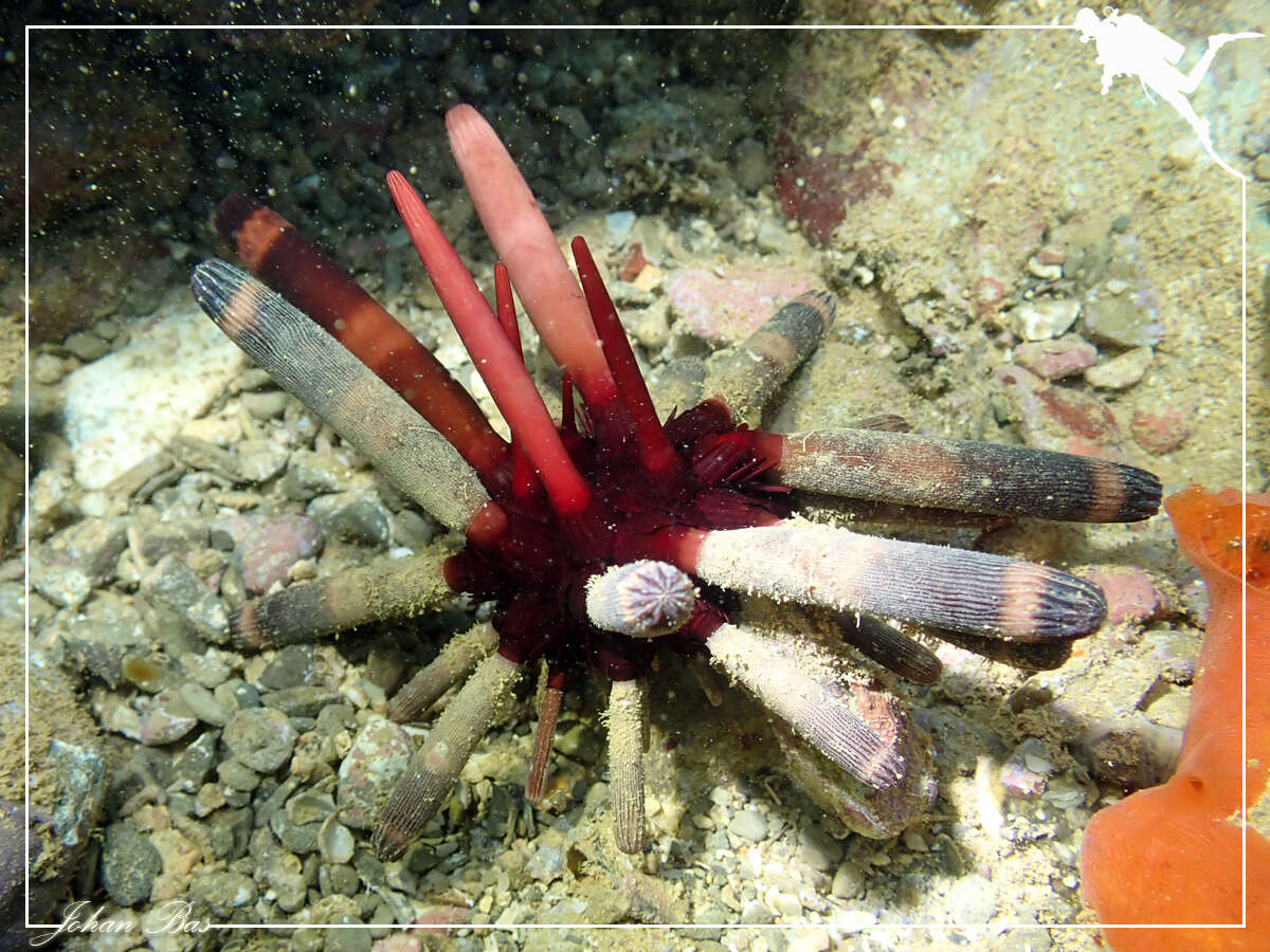 Image of Imperial urchin