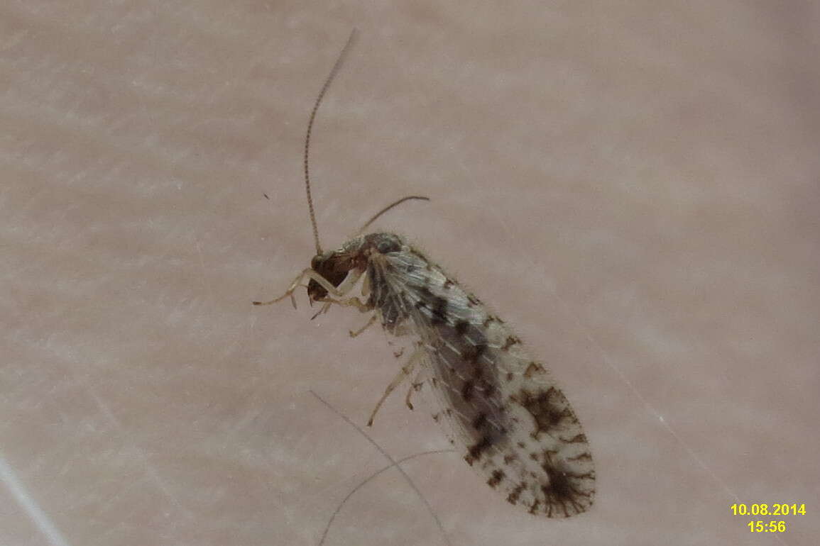 Image of brown lacewings