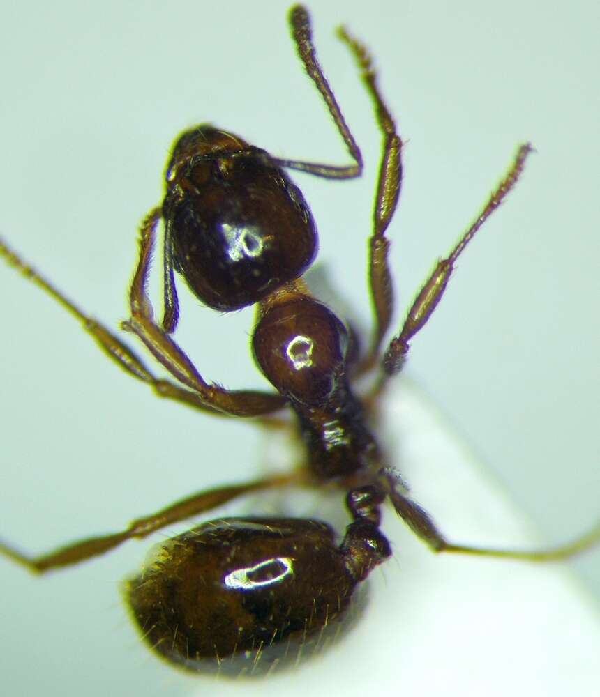 Image of Aphaenogaster subterraneoides Emery 1881