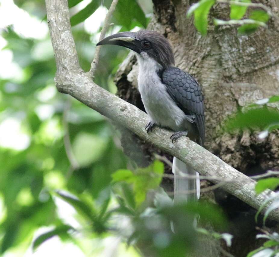 Image of Ceylon Grey-Hornbill