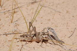 Plancia ëd Ceraeocercus fuscipennis Uvarov 1910