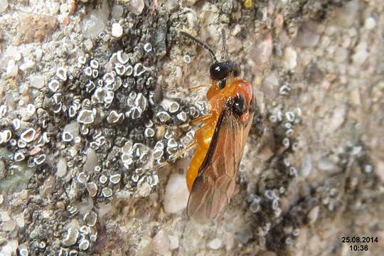 Image of Beet Sawfly