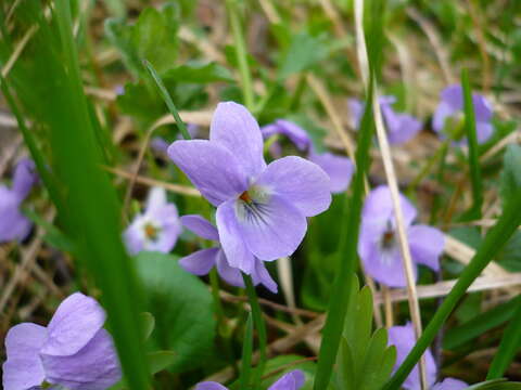 Слика од Viola collina Bess.