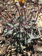 Image of Tehachapi ragwort