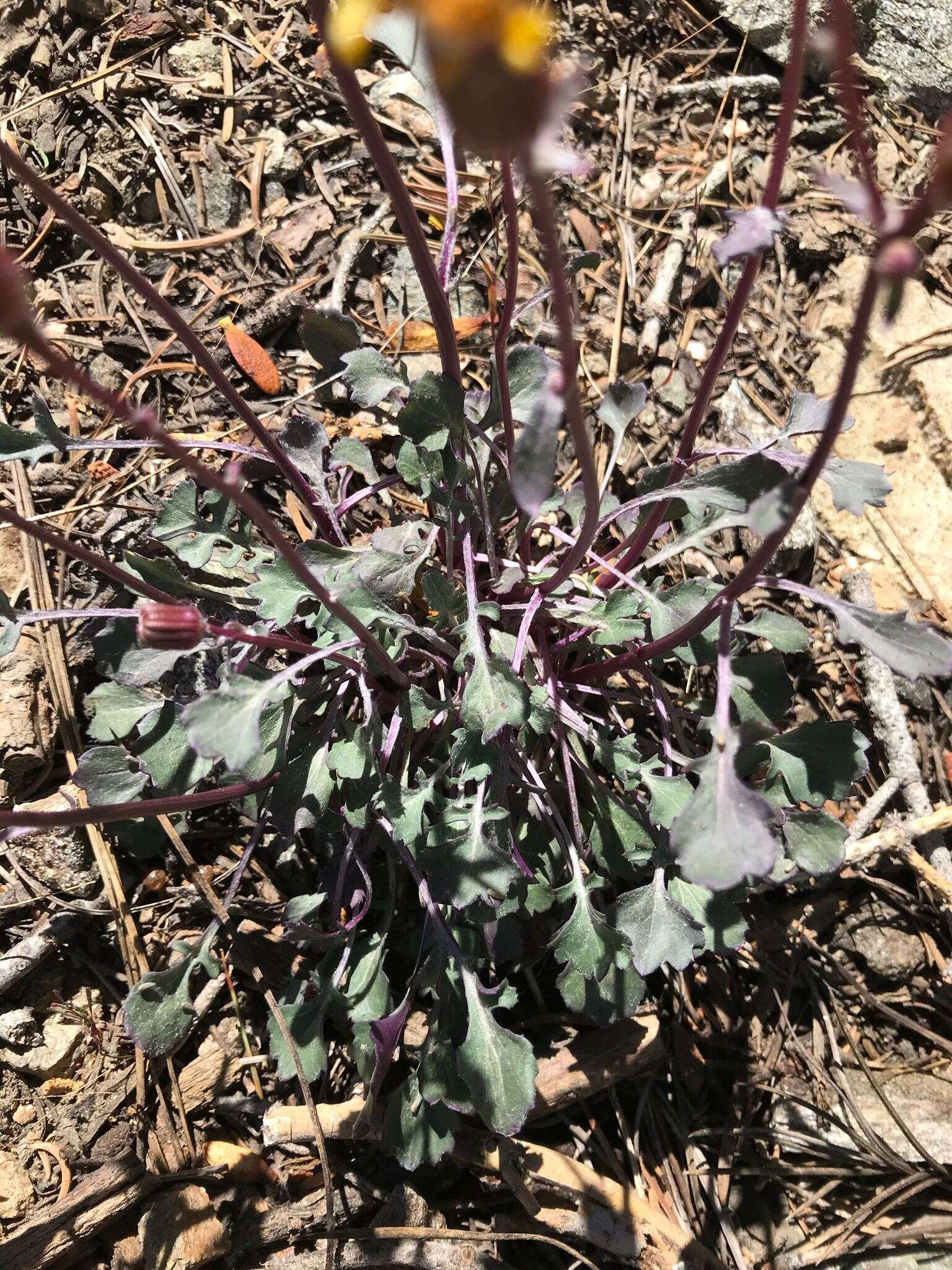 Image of Tehachapi ragwort