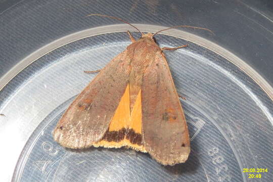 Image of Large Yellow Underwing