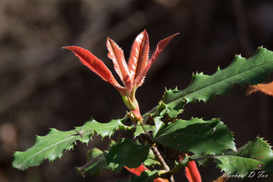 Image of Taiwanese photinia