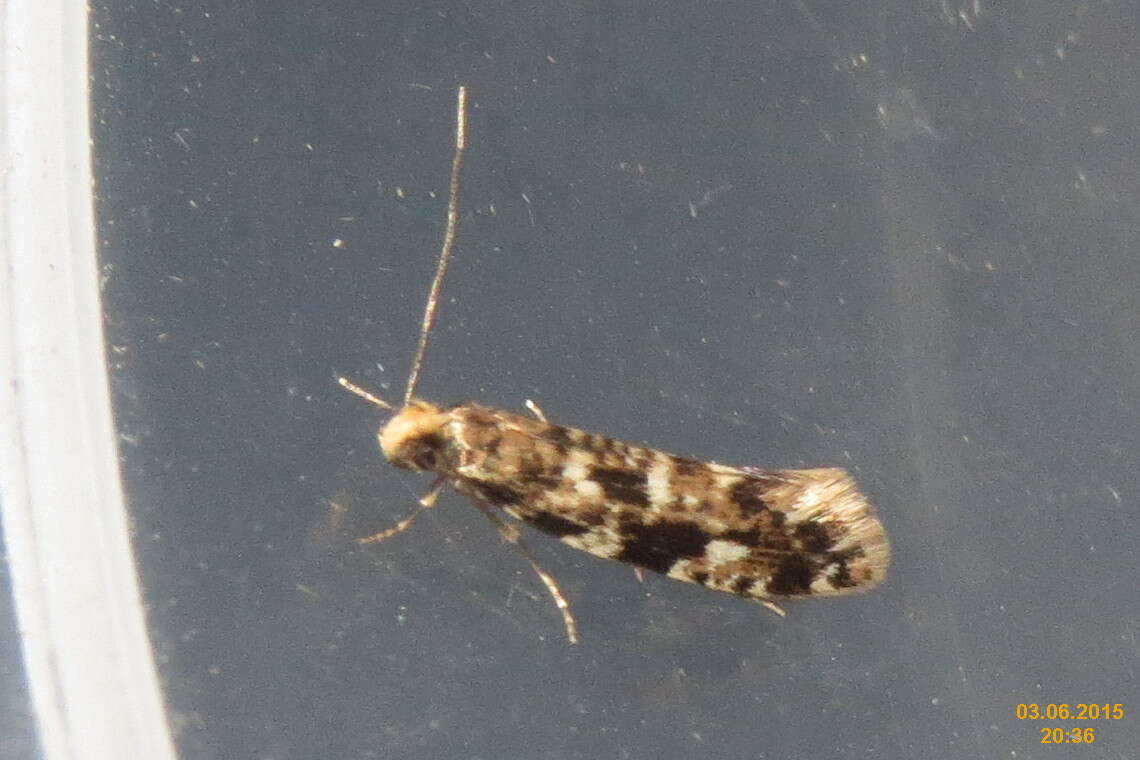 Image of Cork Moth