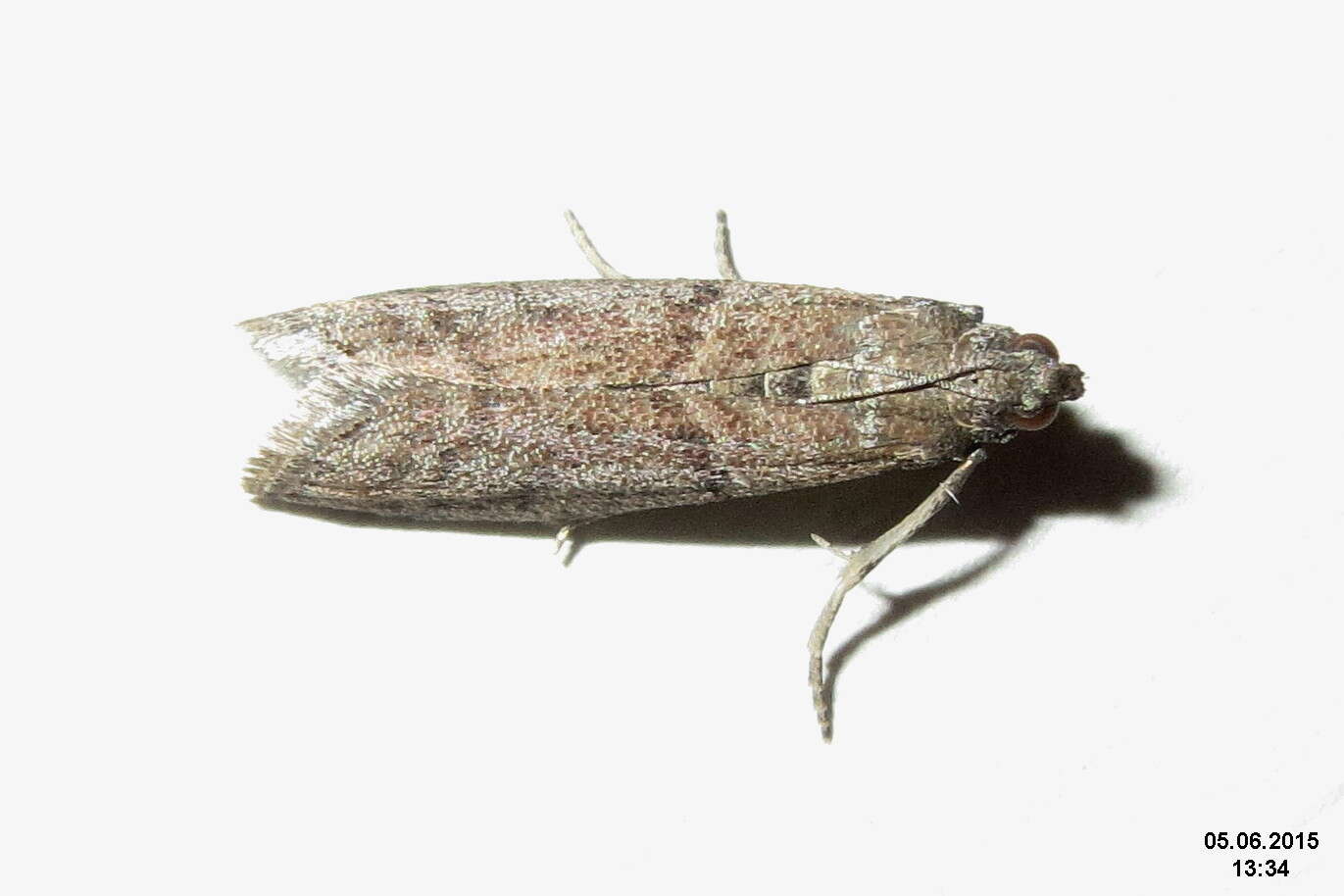 Image of Chocolate Moth