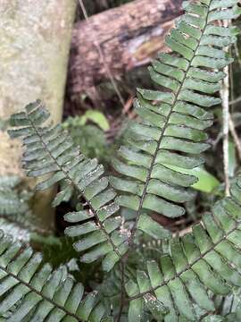 Image of fourleaf maidenhair