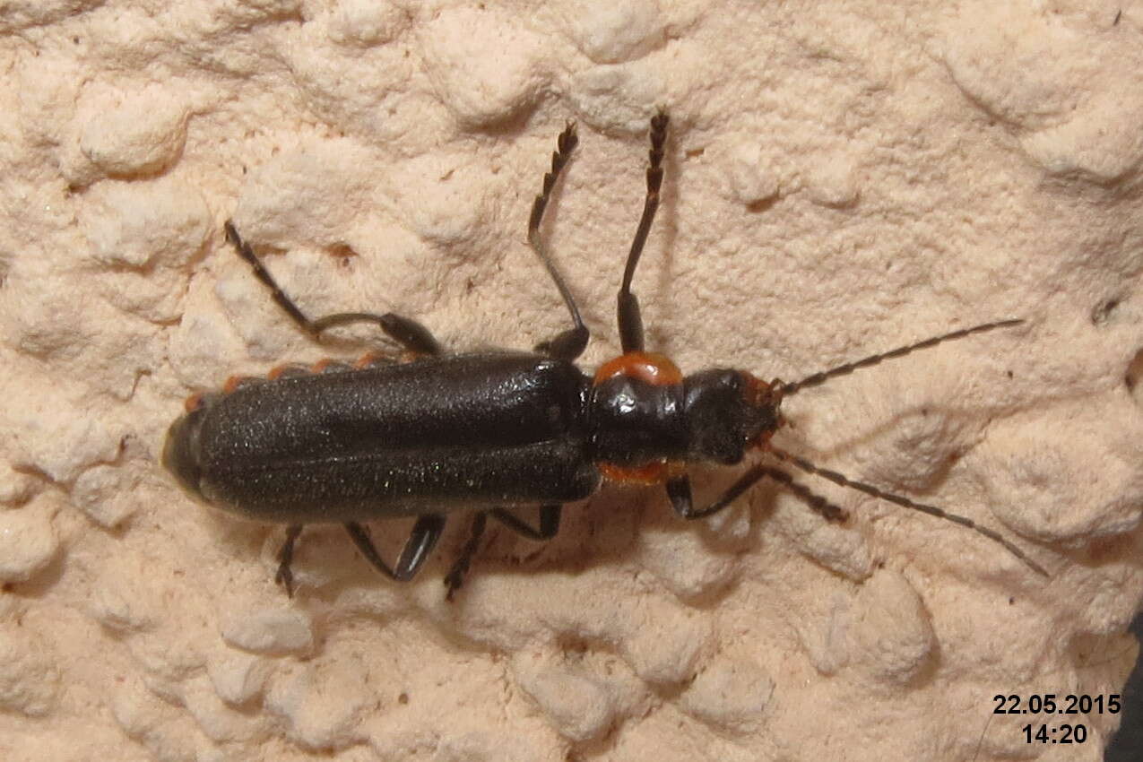 Image of Cantharis obscura