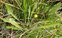 Слика од Taraxacum zealandicum Dahlst.