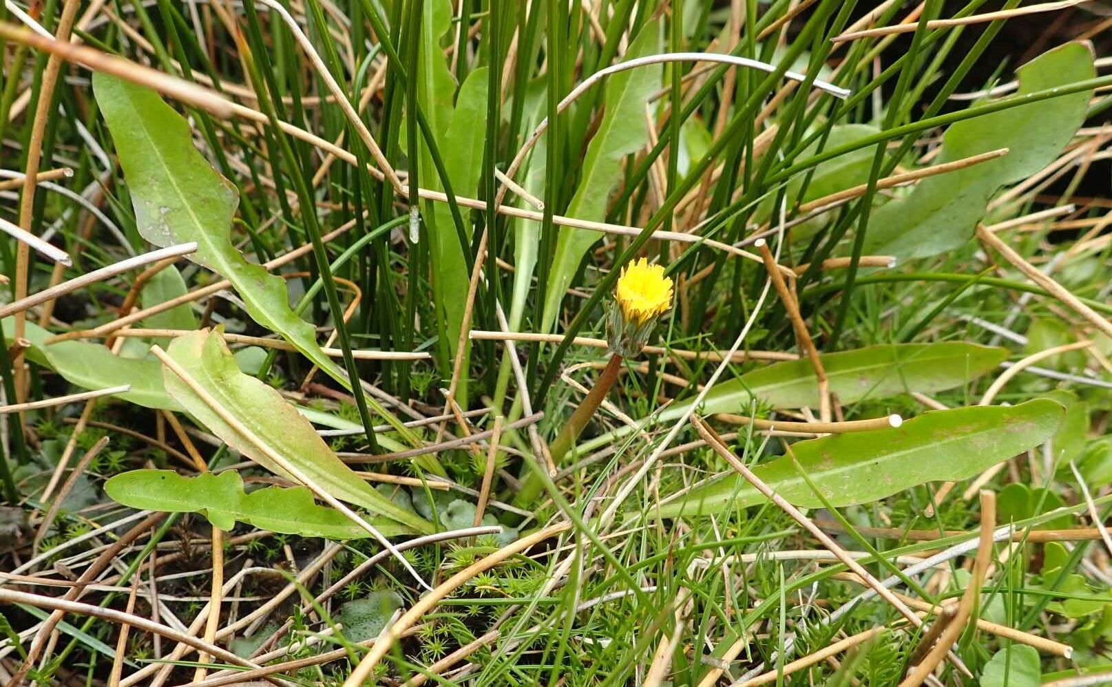 Слика од Taraxacum zealandicum Dahlst.