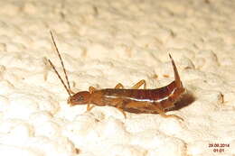 Image of earwigs