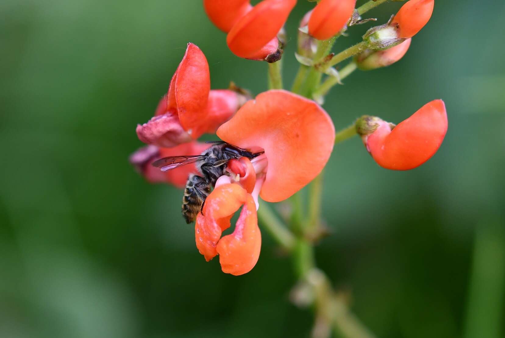 Megachile zapoteca Cresson 1878的圖片