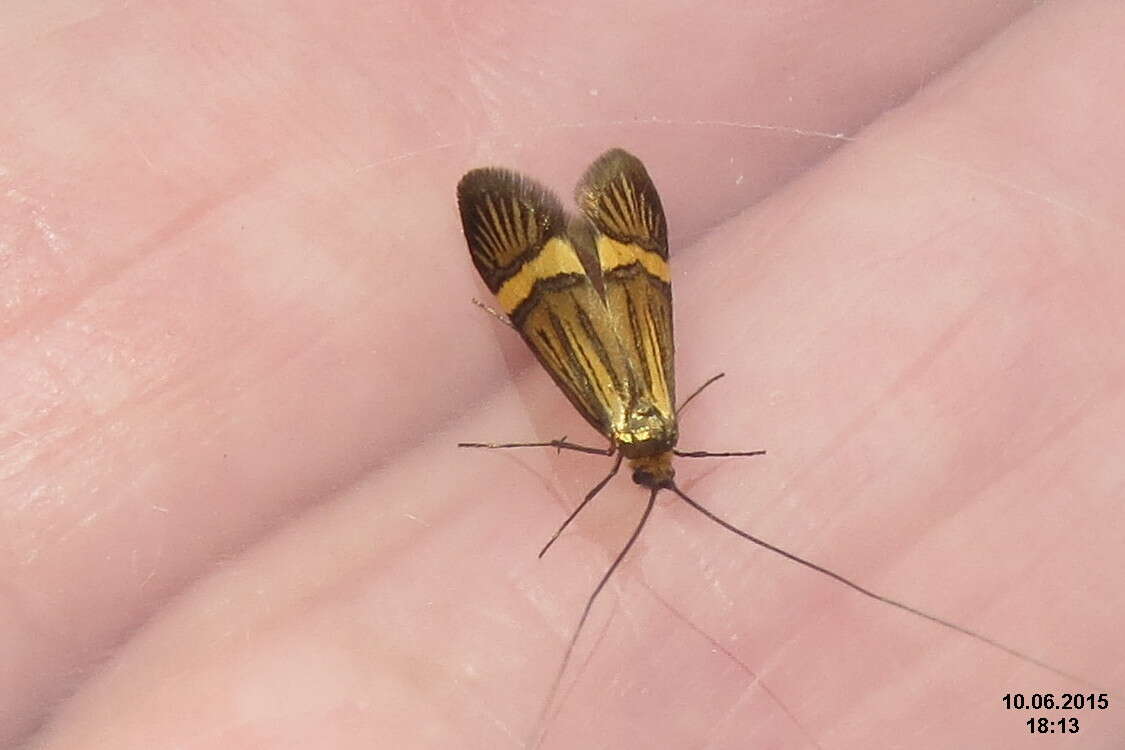 Imagem de Nemophora degeerella Linnaeus 1758