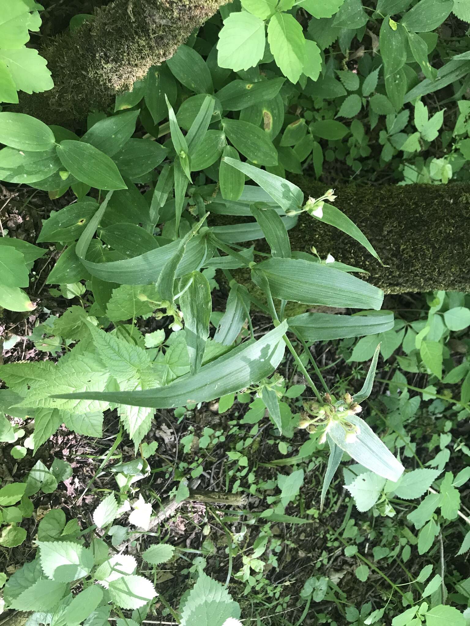 Image of Ozark spiderwort