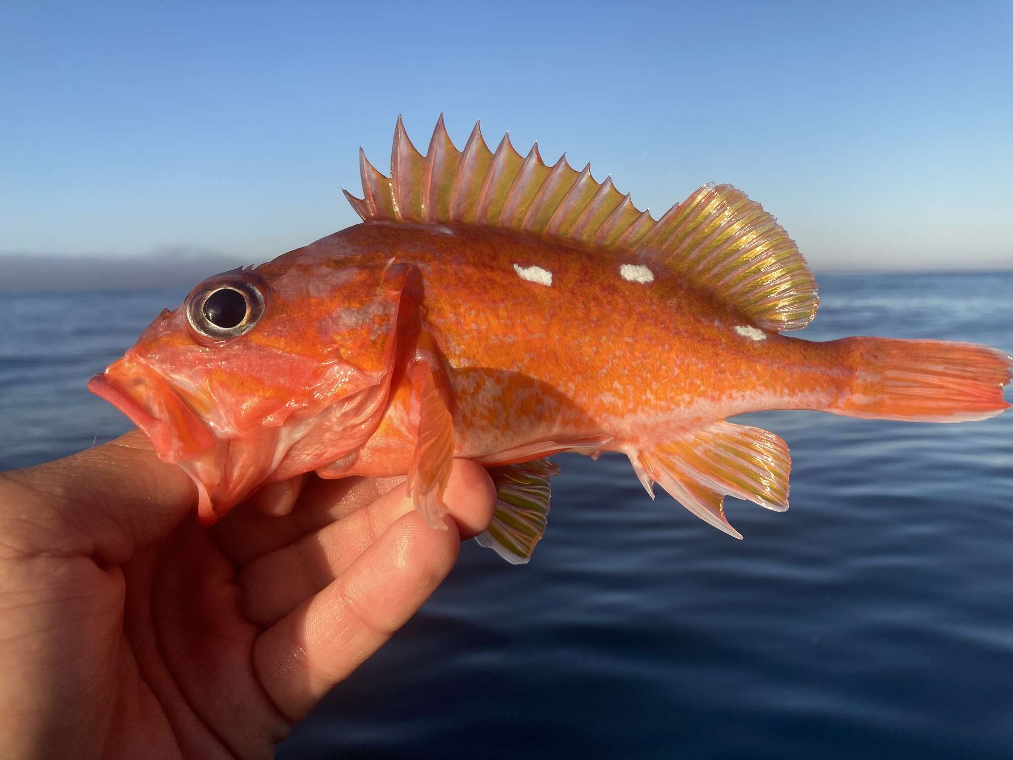 Image of Rosy rockfish